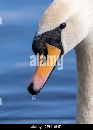 Nahaufnahme des Kopfes eines erwachsenen Stummschwans (Cygnus olor), der auf einem See in Blackpool, Lancashire, Großbritannien, schwimmt Stockfoto