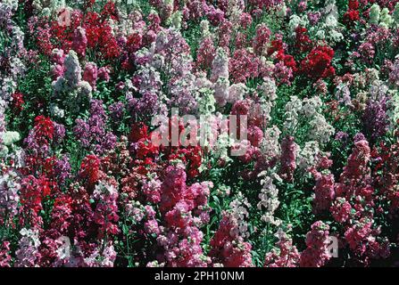 Australien. Tasmanien. Gartenblumen. Englische Aktien. (Matthiola incana) Stockfoto