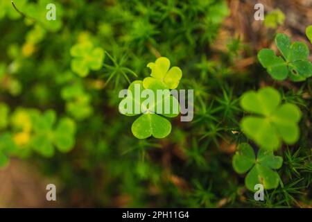 Hintergrund mit grünen Kleeblättern für den Tag des Heiligen Patrick. Schamrock als Symbol von Viel Glück. Stockfoto