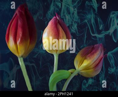 Nahaufnahme von drei wunderschönen roten und gelben Tulpen auf einem rauchblauen strukturierten Hintergrund Stockfoto