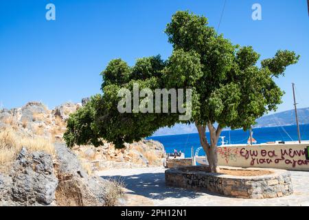 Großer Baum an einer felsigen Küste auf einem Pfad in Kreta. Hochwertiges Foto Stockfoto