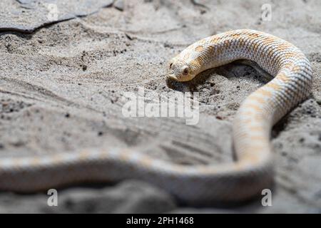 Nahaufnahme der texanischen Schweinsnasenschlange (Heterodon nasicus) Stockfoto