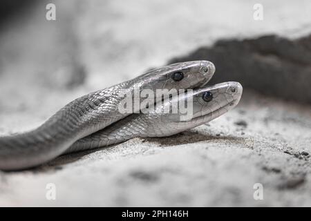 Nahaufnahme von Black Mamba (Dendroaspis polylepis) Stockfoto