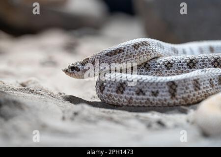 Nahaufnahme der texanischen Schweinsnasenschlange (Heterodon nasicus) Stockfoto