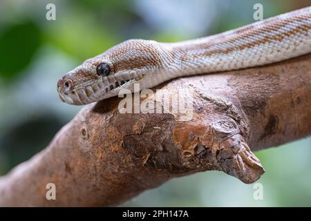 Nahaufnahme des zentralaustralischen Teppichs Python (Morelia bredli) Stockfoto