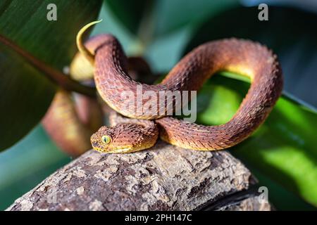 Nahaufnahme der Blattviper (Atheris squamigera) Stockfoto