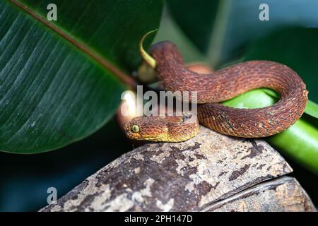 Nahaufnahme der Blattviper (Atheris squamigera) Stockfoto