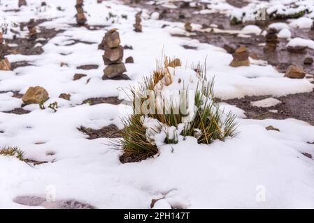 Weiden und schneebedeckte Felsen auf dem Weg zum Berg der 7 Farben, Peru Stockfoto