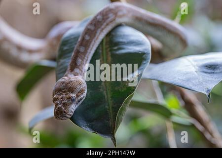 Nahaufnahme des zentralaustralischen Teppichs Python (Morelia bredli) Stockfoto