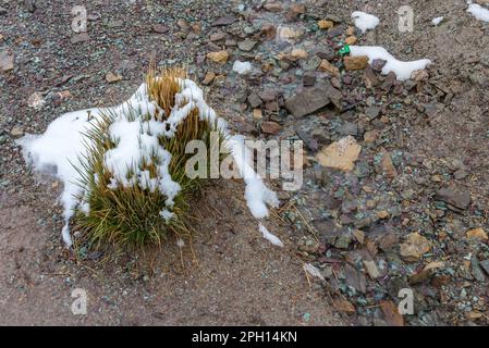 Weiden und schneebedeckte Felsen auf dem Weg zum Berg der 7 Farben, Peru Stockfoto