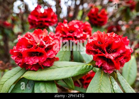 Nahaufnahme großer roter Blumen Rhododendron Argipeplum, Royal Botanic Garden, Edinburgh, Schottland, Großbritannien Stockfoto