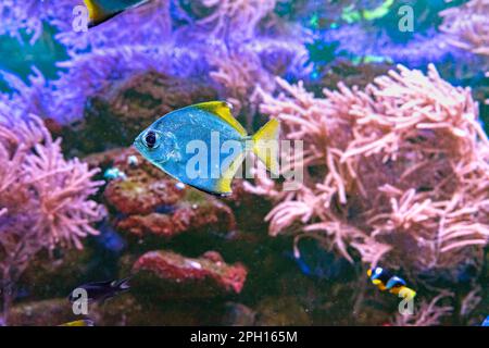 Monodactylus argenteus, Silbermoonyfisch, Silbermondbrasse, Butterbrasse, Diamantenfisch im Meeresaquarium. Tropische Fische im Ozeanariumpool mit Korallenriff Stockfoto