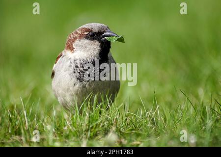 Nahaufnahme eines Vogels, der auf einem grasbedeckten Feld sitzt Stockfoto