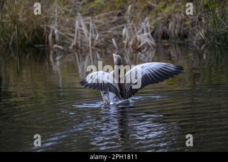 Gänsegrauhai (Anser anser) Flügelflattern, auf einem kleinen ländlichen Teich, Dumfries, Südschottland Stockfoto