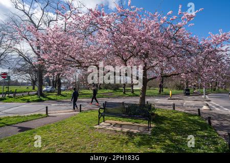 London UK 25. März 2023. Ein blühender Kirschbaum mit rosa Blüten auf Wimbledon Common. Kredit: amer Ghazzal/Alamy Live News Stockfoto