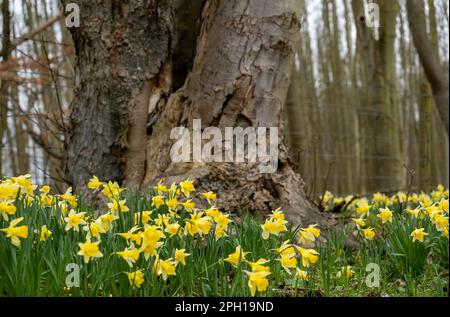 Enges und selektives Augenmerk auf wilde Narzissen in einem ländlichen Waldgebiet Stockfoto