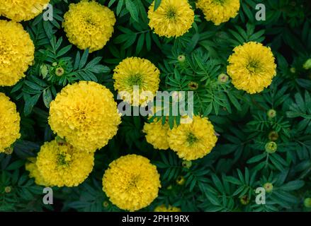 Wunderschöne gelbe Ringelblumen im Garten, Blumen im Naturhintergrund Konzept Stockfoto