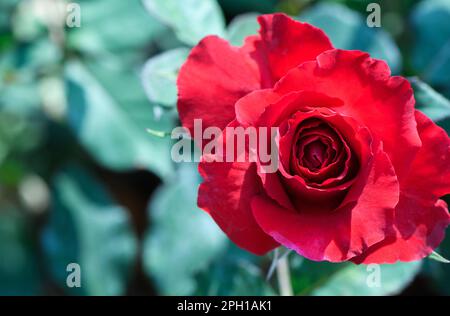 Blick von oben auf rote Rose im Garten, Blumenhintergrund und Love-Konzept Stockfoto