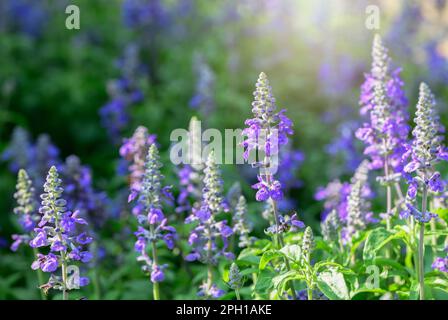 Wunderschöne blaue Salvia Blume blüht im Garten, Blumenkonzept im Hintergrund Stockfoto