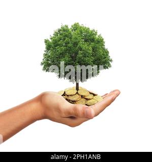 Ein Stapel goldener Münzen, die sich in der Hand halten, während der Baum wächst Stockfoto