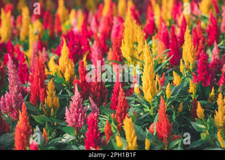 Farbenfroh mit Celosia argentea oder Plumed Hahnenkamm blühen im Garten, Blumengarten Konzept Stockfoto