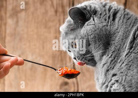 Eine graue britische Katze isst gerne roten Lachskaviar aus einem schwarzen Löffel auf Holzhintergrund. Die Katze isst Meeresfrüchte. Stockfoto