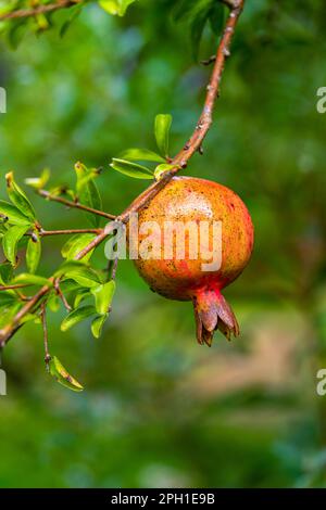 Reifer Granatapfel auf dem Baum, Nahaufnahme, Porträt. Stockfoto