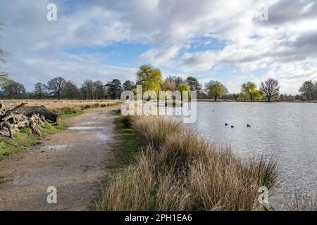 Spaziergang durch den Buschpark nach dem Regen Ende März Stockfoto