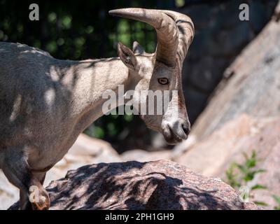 Schöne Bergziege mit Stirnrad-, langen Hörner auf dem Hintergrund der Felsen. Stockfoto