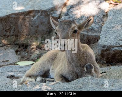 Schöne Bergziege mit Stirnrad-, langen Hörner auf dem Hintergrund der Felsen. Stockfoto