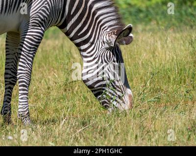 Afrikanische schönen zebra Essen frische grüne Gras. Stockfoto