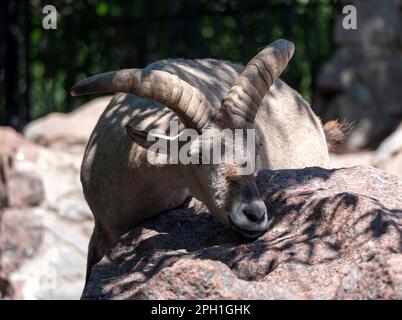 Schöne Bergziege mit Stirnrad-, langen Hörner auf dem Hintergrund der Felsen. Stockfoto