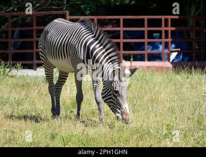 Afrikanische schönen zebra Essen frische grüne Gras. Stockfoto