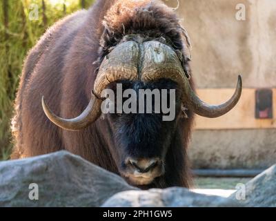 Taro Buffalo essen frische grüne Zweige. Stockfoto