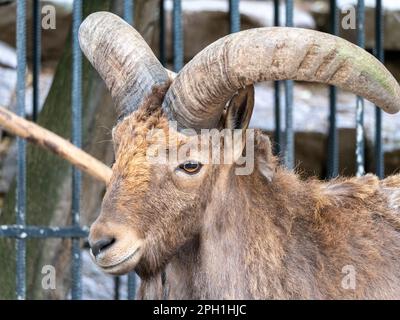 Schöne Bergziege mit Stirnrad-, langen Hörner auf dem Hintergrund der Felsen. Stockfoto