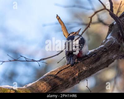 Schöner Waldspecht Dendrocopos medius auf einem Baum auf der Suche nach Nahrung. Stockfoto