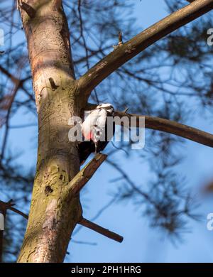 Schöner Waldspecht Dendrocopos medius auf einem Baum auf der Suche nach Nahrung. Stockfoto