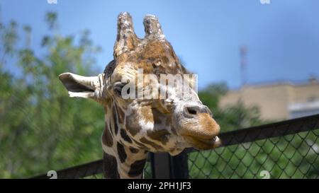 MOSKAU, RUSSLAND - 26. JUNI 2019: Wunderschöne Giraffen stehen hoch im Moskauer Zoo. Stockfoto