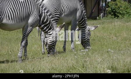 Afrikanische schönen zebra Essen frische grüne Gras. Stockfoto