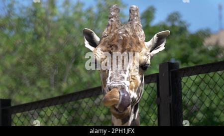 MOSKAU, RUSSLAND - 26. JUNI 2019: Wunderschöne Giraffen stehen hoch im Moskauer Zoo. Stockfoto