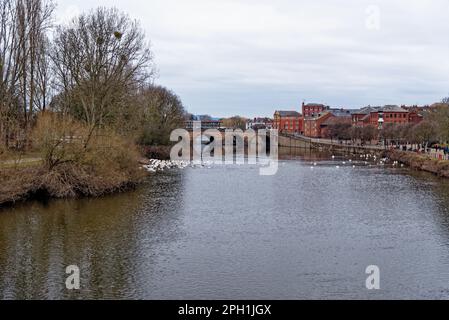 The Swan Sanctuary am Fluss Severn in Worcester, England, Großbritannien - 28. Januar 2023 Stockfoto