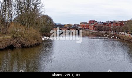 The Swan Sanctuary am Fluss Severn in Worcester, England, Großbritannien - 28. Januar 2023 Stockfoto