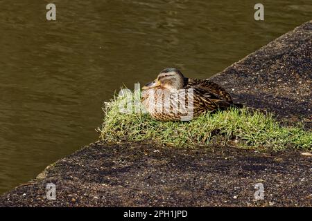 Weibliche Mallard-Ente, die am Kai ruht Stockfoto