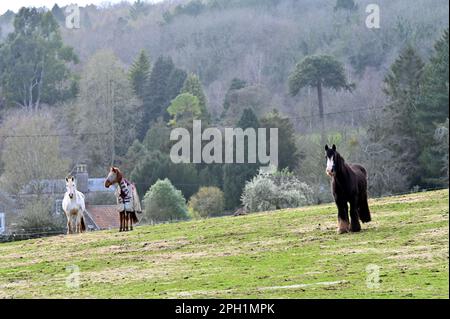 Portishead, Großbritannien. 25. März 2023. An einem windigen, trockenen und bedeckten Tag sehen Sie drei Pferde, die grasen und herumlaufen. Bildnachweis: Robert Timoney/Alamy Live News Stockfoto