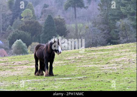 Portishead, Großbritannien. 25. März 2023. An einem windigen, trockenen und bedeckten Tag sehen Sie drei Pferde, die grasen und herumlaufen. Bildnachweis: Robert Timoney/Alamy Live News Stockfoto