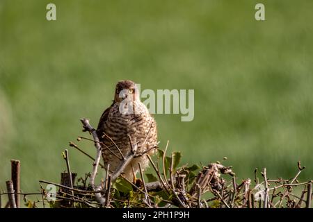 Ein junger, weiblicher Sperber sitzt auf einer Hecke Stockfoto
