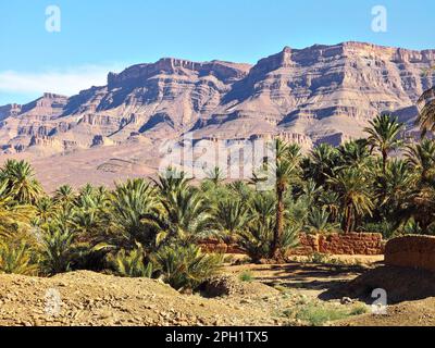 Palmen wachsen in einer kleinen Oase, felsige Massifen im Hintergrund - typische Landschaft im südlichen Atlas, Marokko Stockfoto
