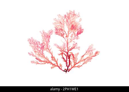 Rhodophyta-Algenzweig oder Rotalgenzweig auf weiß isoliert Stockfoto