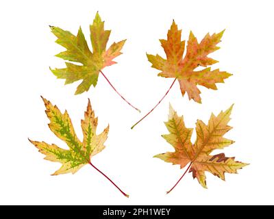 Silberner Ahorn oder Acer saccharinum leuchtend herbstfarbene vier Blätter, isoliert auf Weiß. Stockfoto