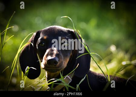 Eine Nahaufnahme eines Dackelhundes, der auf einem Feld mit hohem, üppigem, grünem Gras steht Stockfoto